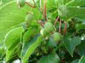 Actinidia arguta